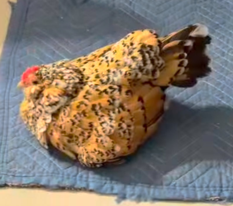 Zac 🍒 Compact Disc Lover tweet media