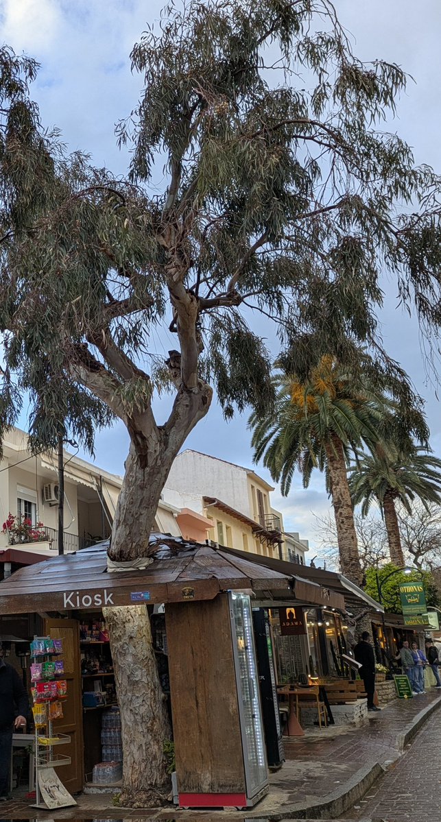 Rosa Mariño tweet media