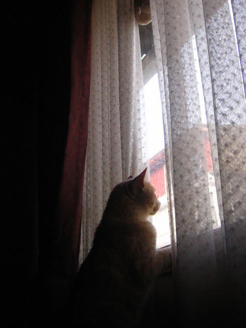 ちっちゃいちゃん tweet media