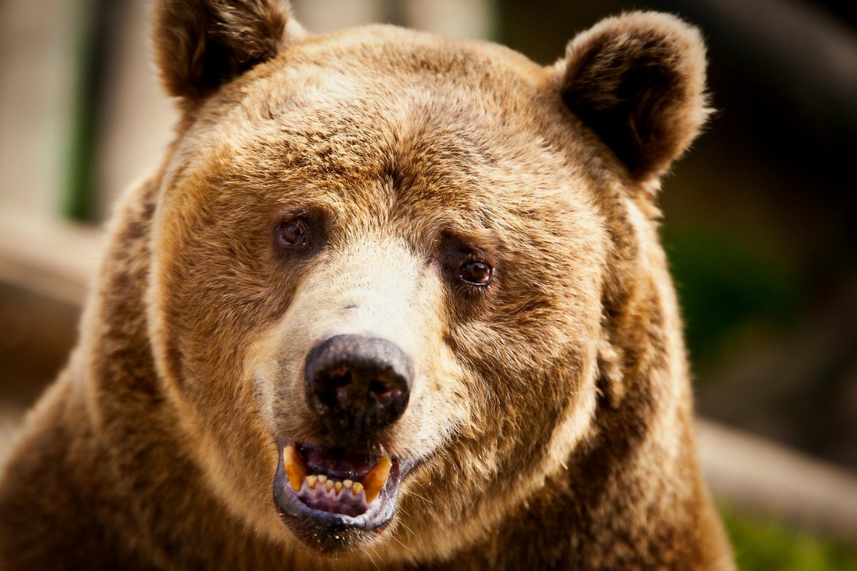 Chris McCarthy tweet media