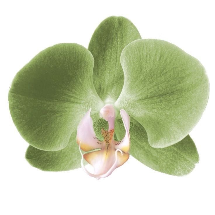 deadsita (-2/12kg) tweet media