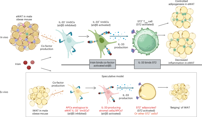 LabWaggoner's tweet photo. Irisin is an exercise-induced myokine that ameliorates obesity and insulin resistance via adipose tissue IL-33 and regulatory T cells @NatMetabolism @harvardmed 
https://t.co/WmsnXinZRX https://t.co/0rR5dZ1Wkf