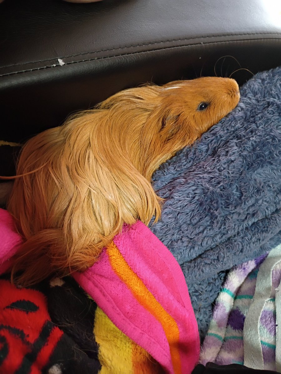 koii8fishiee's tweet photo. SO CUTE she isn't stuck btw there's a little space that she's sleeping in but I woke her up https://t.co/8TPNWIaWUJ