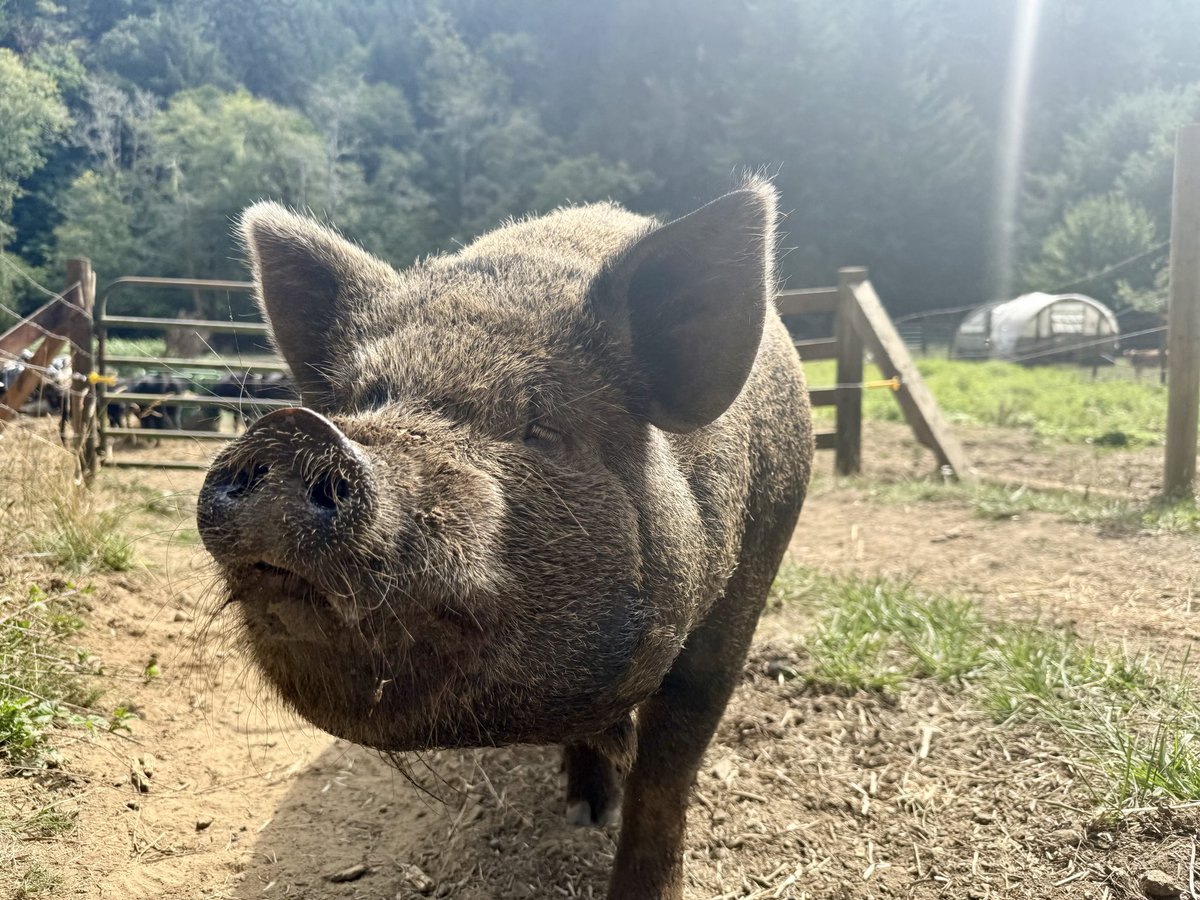 Dale Stark tweet media