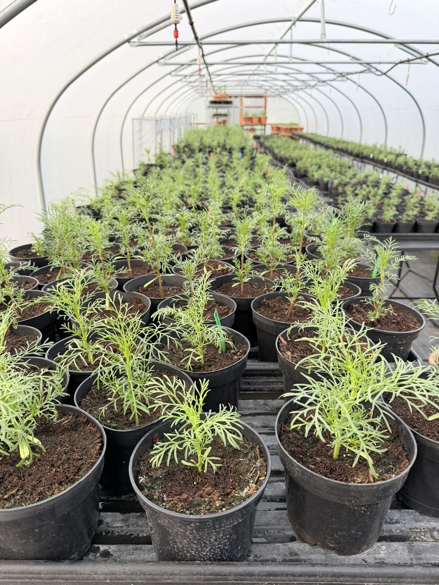 Jonathan Sheppard tweet media