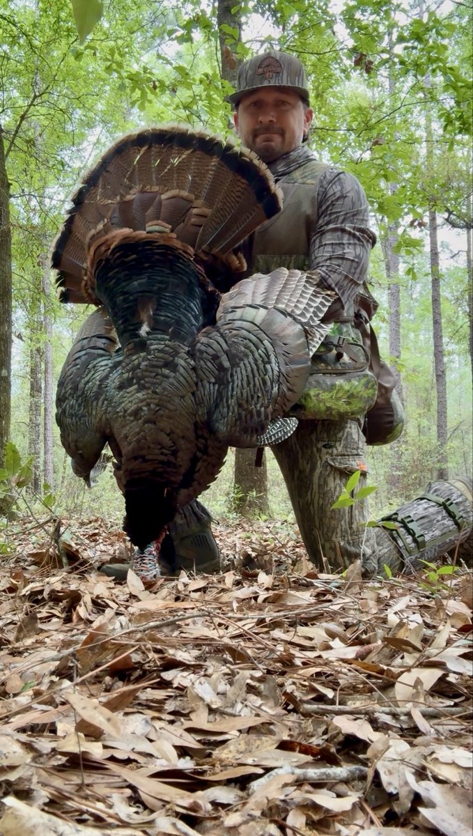 drewo_84's tweet photo. Bird 🦃 #2 #turkey #oletom #gobbler #turkeyseason #springtime #onlyfans https://t.co/sfcHFydRqA