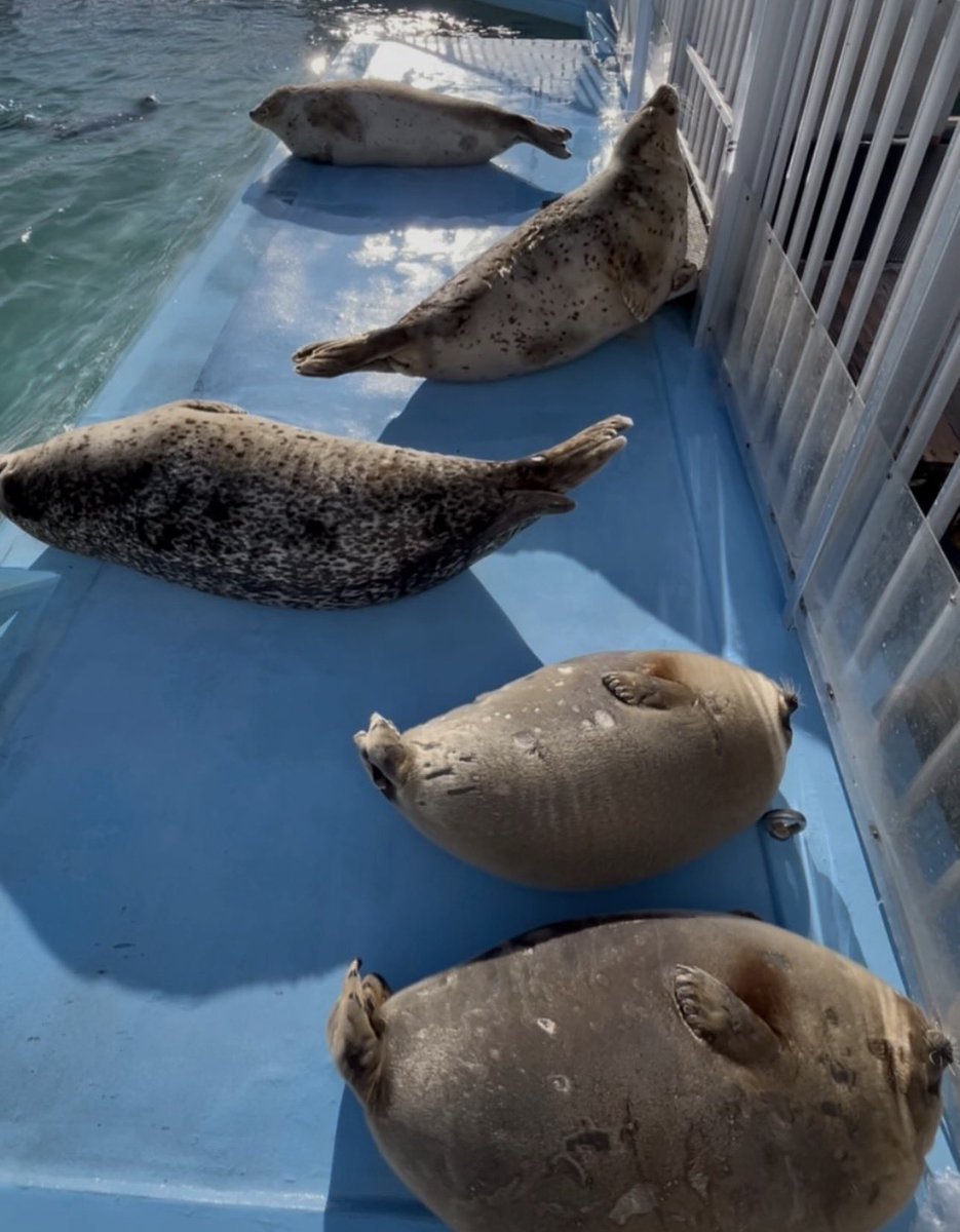 Herbuurna 🦭🇵🇷 tweet media