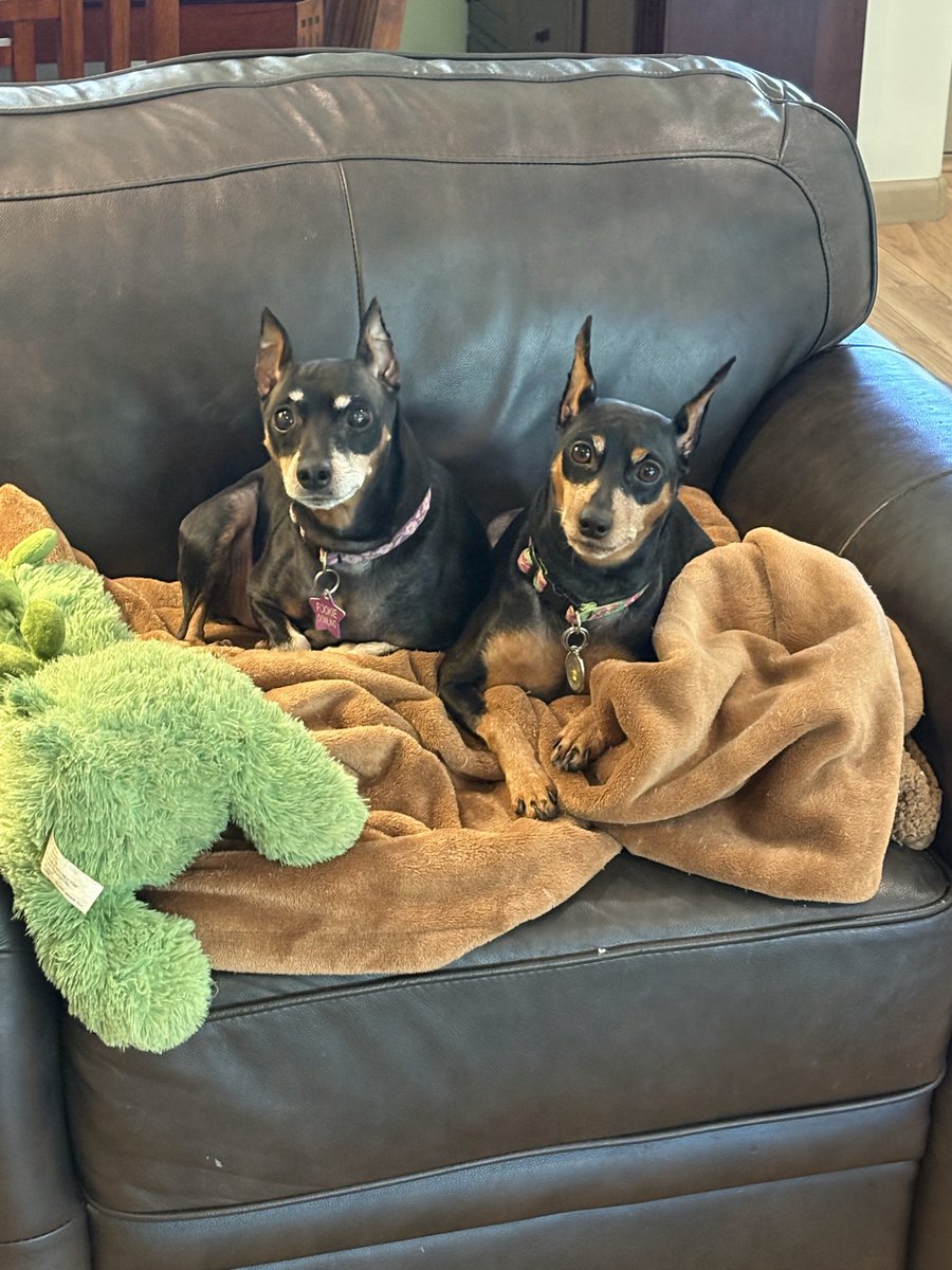 Oneredbean's tweet photo. @realOnlyHuman @Puppieslover They are like Lays Potato Chips, you can’t have just one. My best advice, when you’re ready get another. I think Petal would like that :). https://t.co/andTmuuAX5