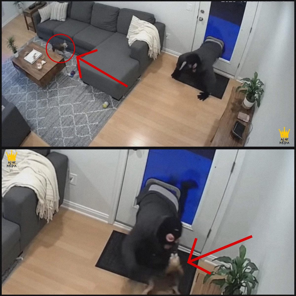 Mr PitBull tweet media