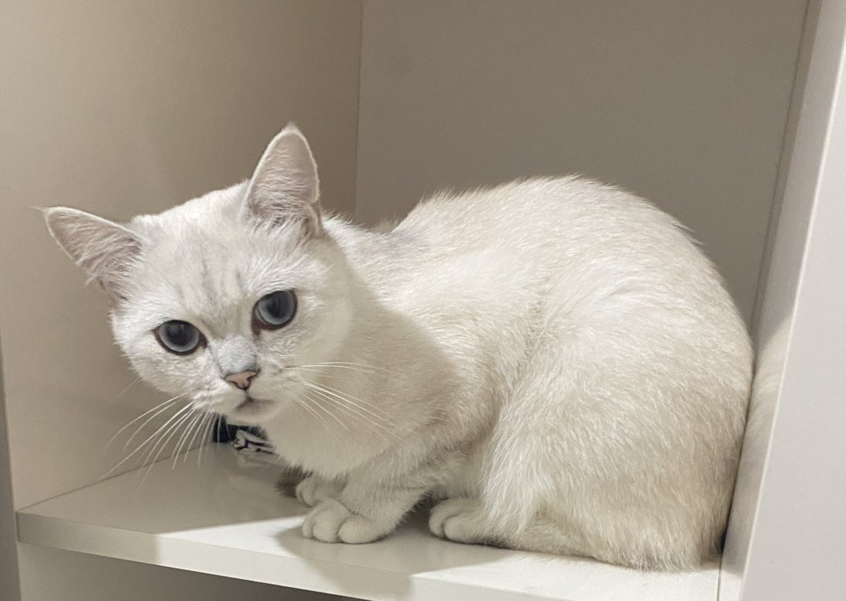 Ayşe Özer tweet media