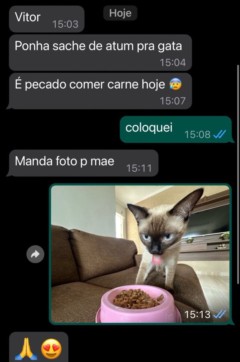 gatos fazendo gatices tweet media