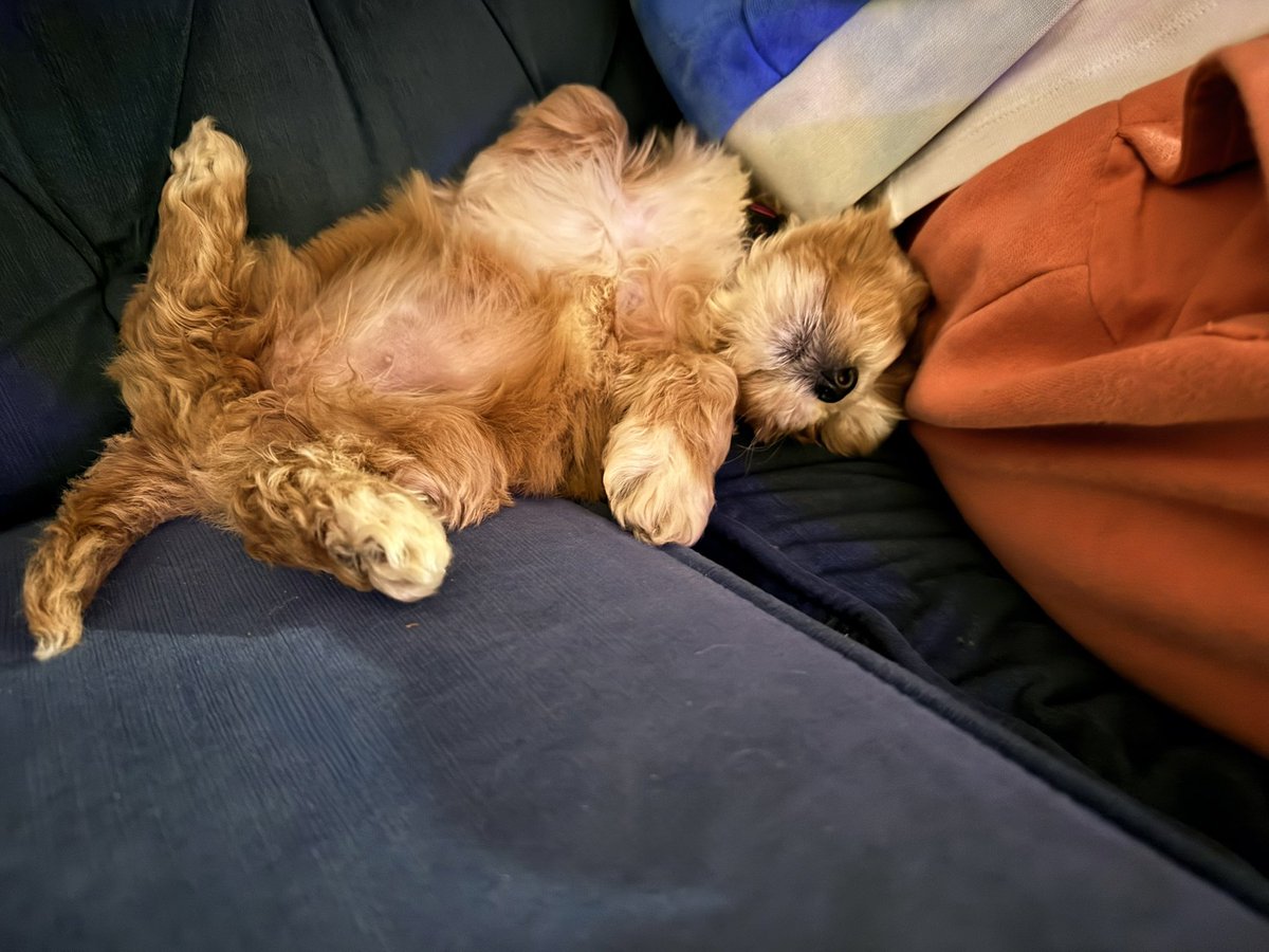 Daphna Kuhr tweet media