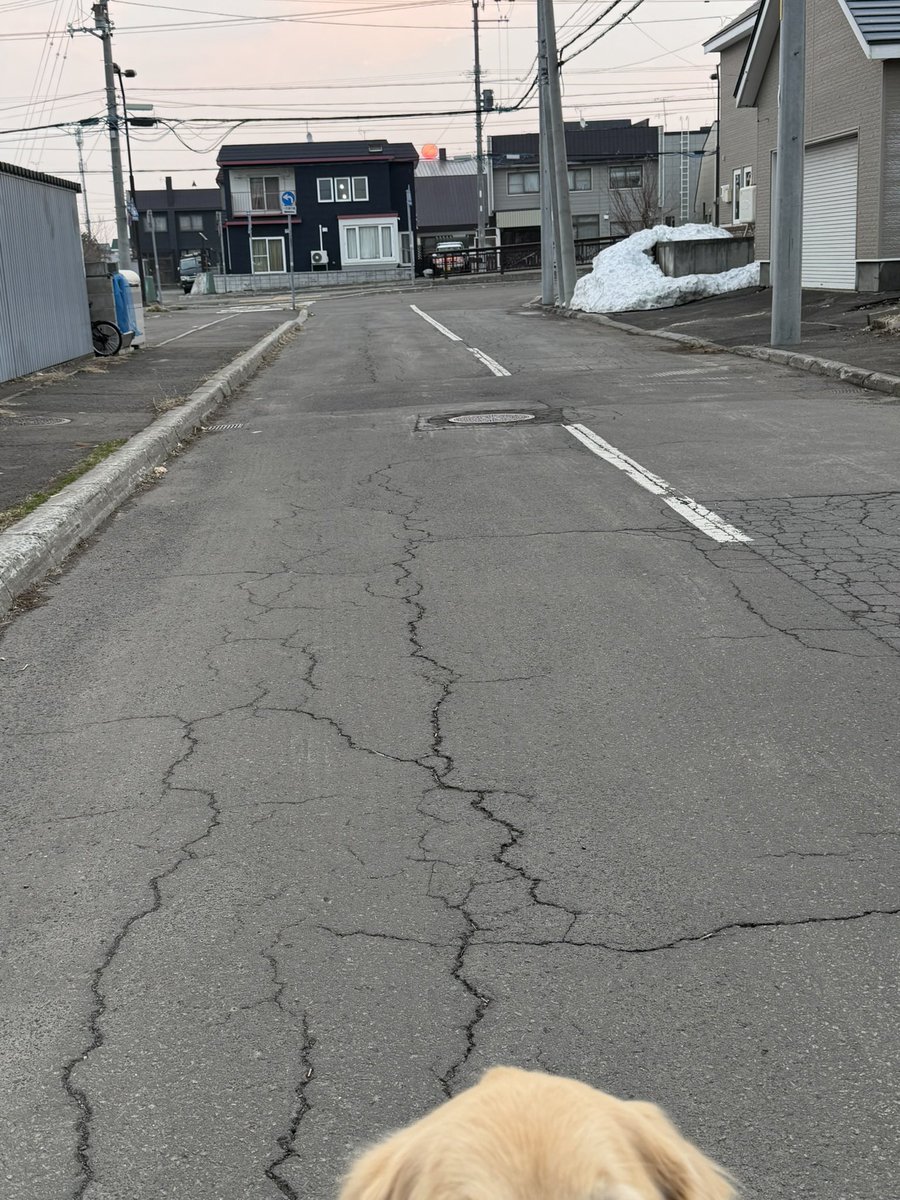 レン🐶ゴールデンレトリバー tweet media