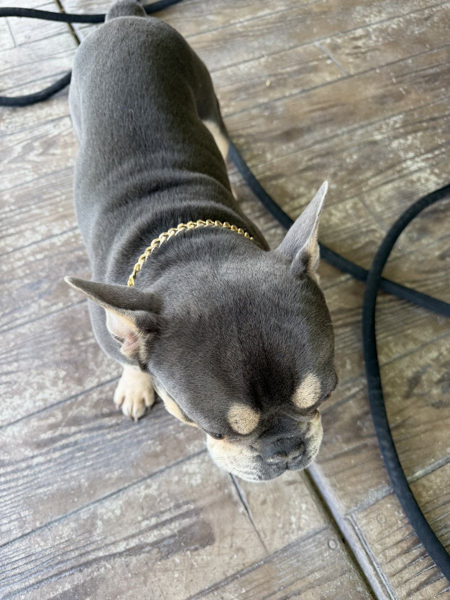 graven🗡️ | 【FULL MEASURE】 tweet media