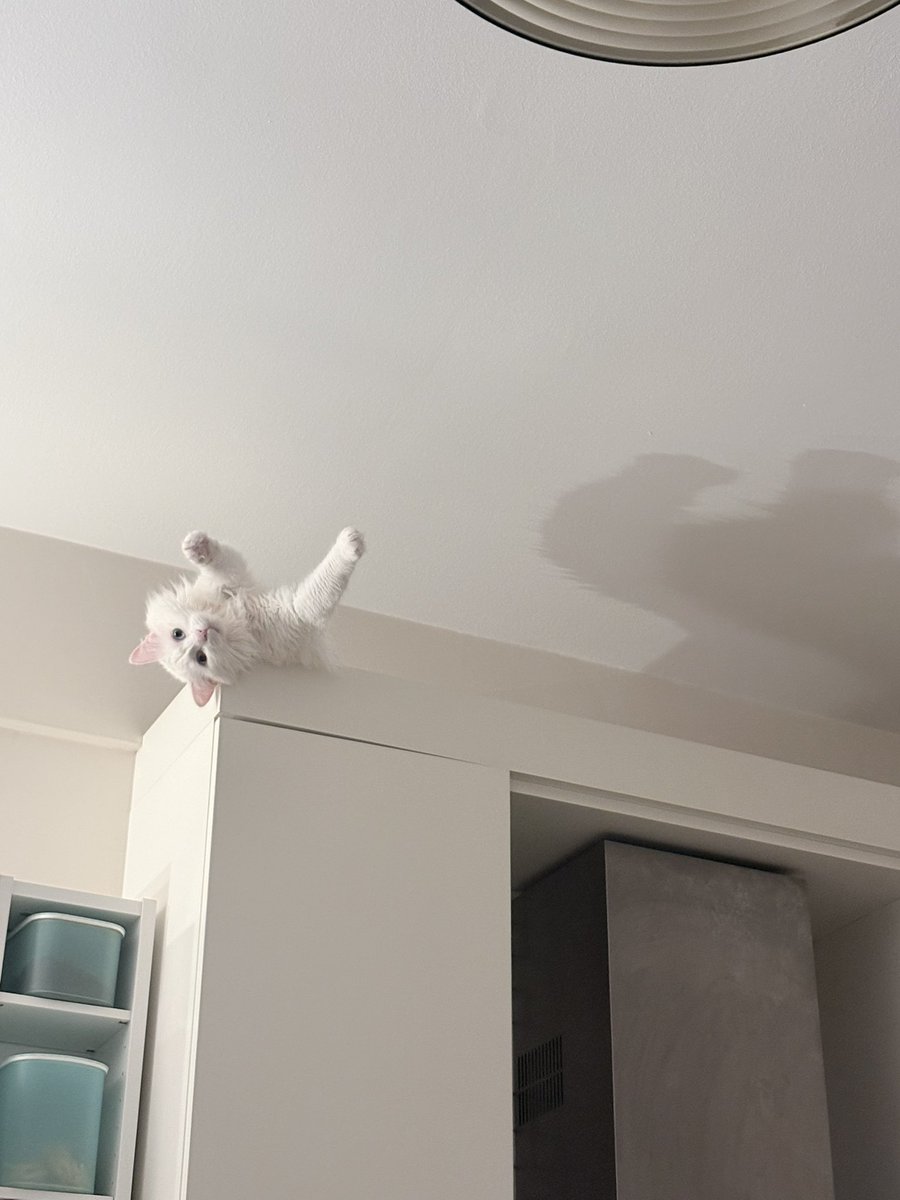 Cat Morningstar tweet media