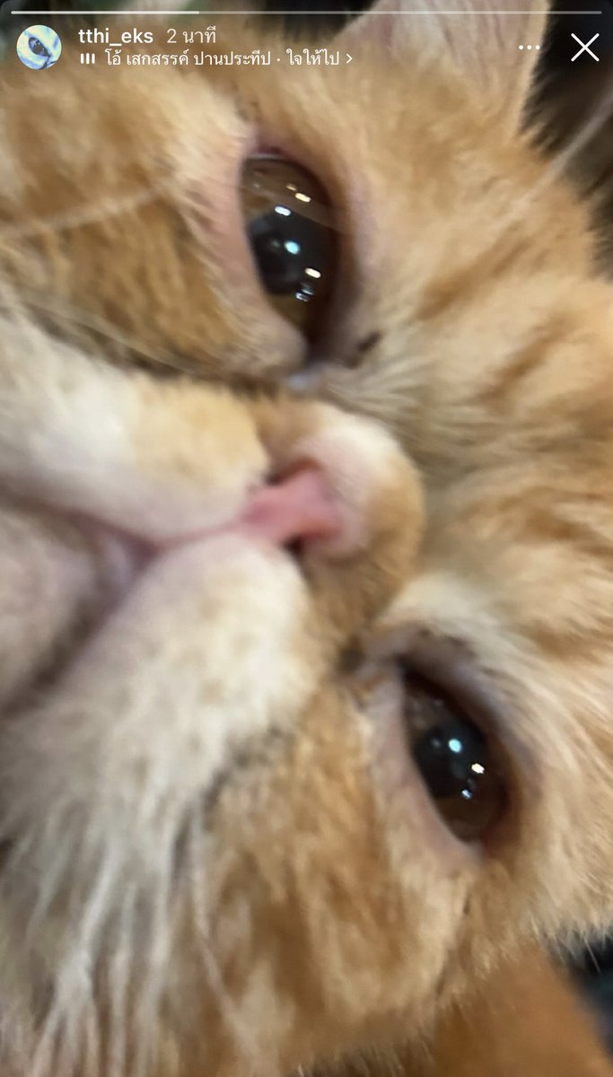 คิมจาเป็นนน tweet media