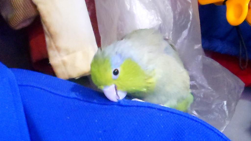 いつもここらへんにいるよ(鳥飼わさび) tweet media