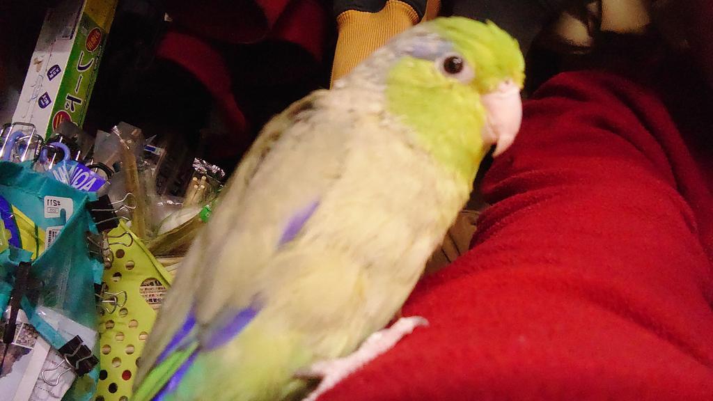 いつもここらへんにいるよ(鳥飼わさび) tweet media