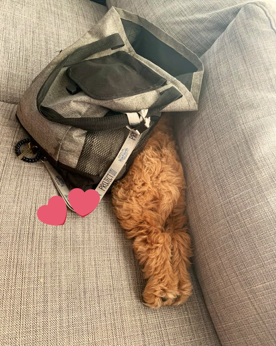 Juno 🐶 tweet media