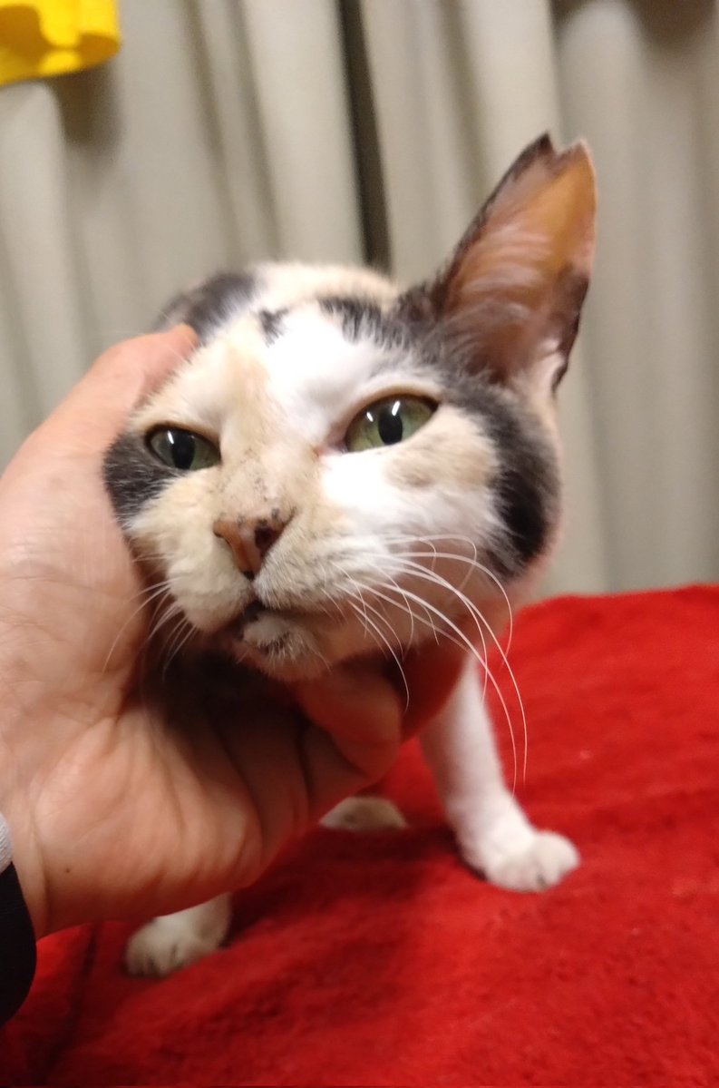 ミケちゃん tweet media