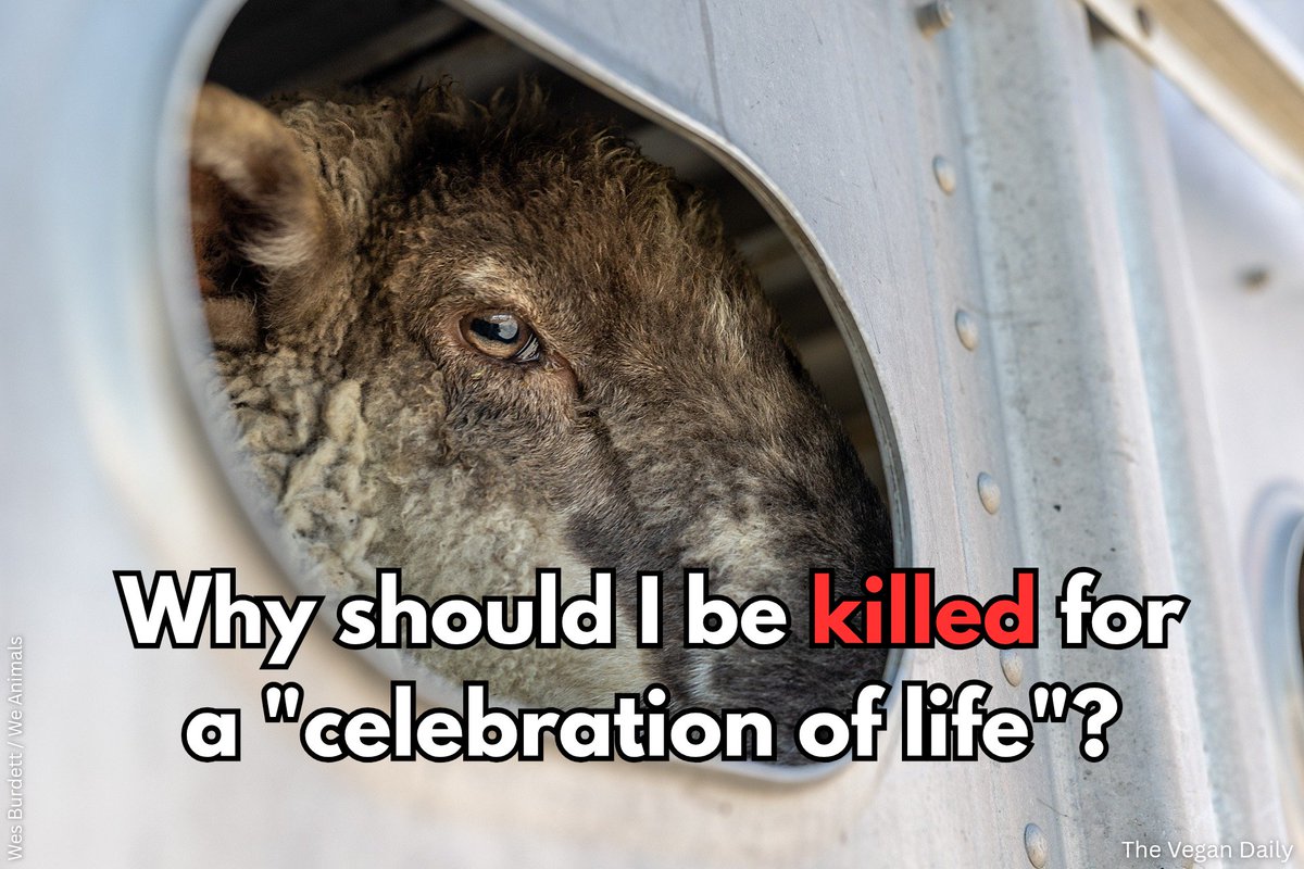 The Vegan Daily tweet media