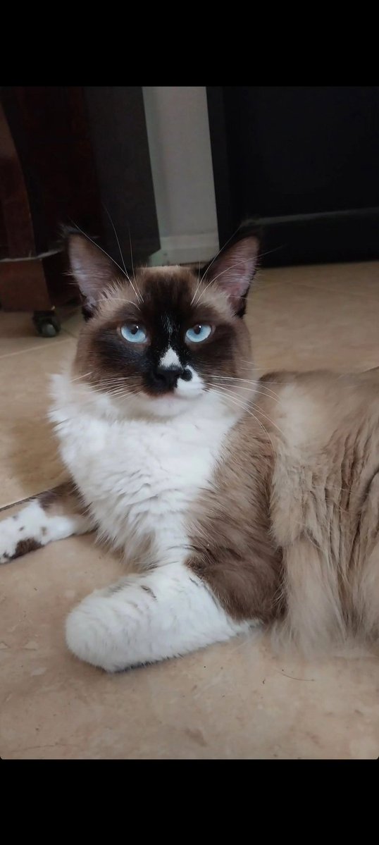 Nananna ✿ 💀🌙✨ tweet media