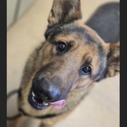 Leonard, a 2-year-old German Shepherd mix at a full shelter in #AppleValley, #CA, needs a forever home, a foster home, or rescue adoptapet.com/pet/47361737-a… #URGENT #GermanShepherd #AdoptableDogofDay 🐶