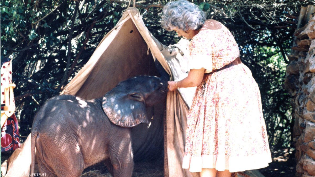 Sheldrick Wildlife Trust tweet media