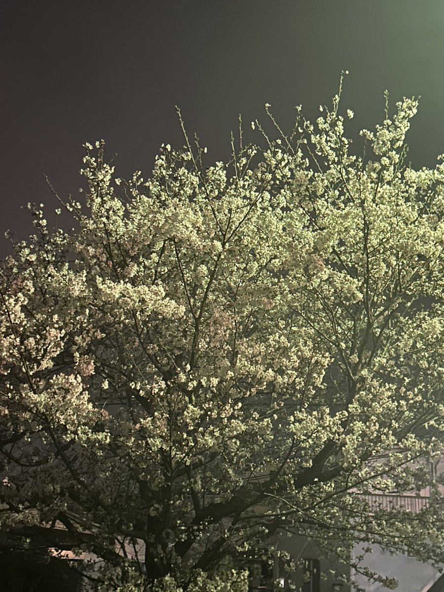 きあちゃま tweet media