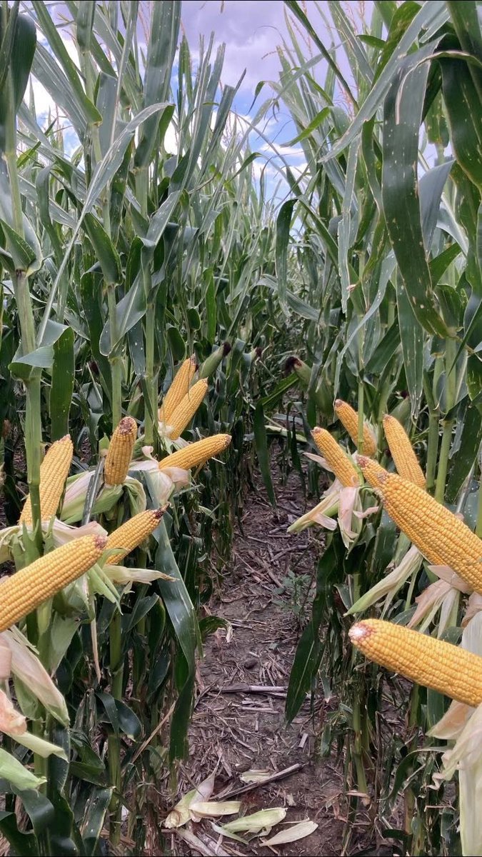 integrityagks's tweet photo. Concerned about the high Phos prices this spring??  We see soil tests all the time where guys have 100-200lbs of P2 (tied up Phos) and yet they….apply more Phos??  Nooo!!🤦‍♂️

YieldGold helps unlock nutrients in the soil, improve plant health and increase root mass to help your plants take up more nutrients.