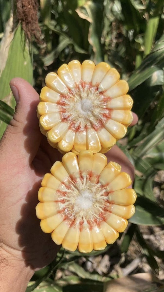 integrityagks's tweet photo. Concerned about the high Phos prices this spring??  We see soil tests all the time where guys have 100-200lbs of P2 (tied up Phos) and yet they….apply more Phos??  Nooo!!🤦‍♂️

YieldGold helps unlock nutrients in the soil, improve plant health and increase root mass to help your plants take up more nutrients.