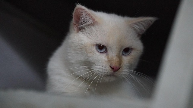 Kevin Calhoun tweet media