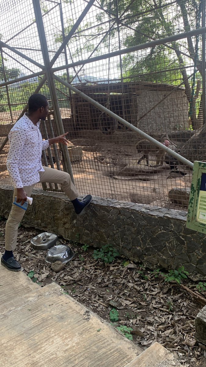Mixed_Interest's tweet photo. Took a quick detour to the OOPL Wildlife Park and came out smiling. Seeing real lions, hyenas, deer, ostriches, and plenty birds up close reminds you why we need to protect our wildlife. Peaceful vibes in the middle of Abeokuta. If you love nature, add this to your list! 📹 #OOPL https://t.co/HB1KzVmlPj