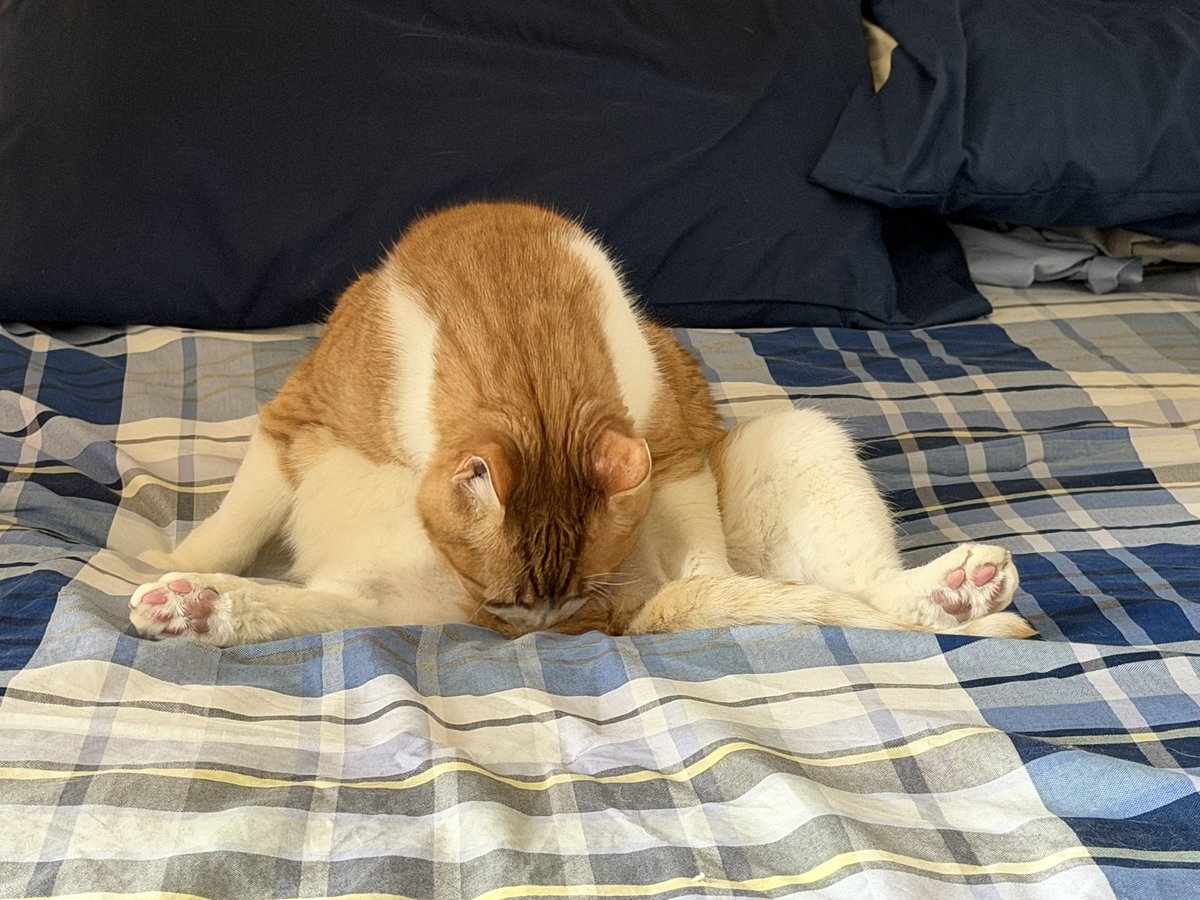 Michael Hess tweet media