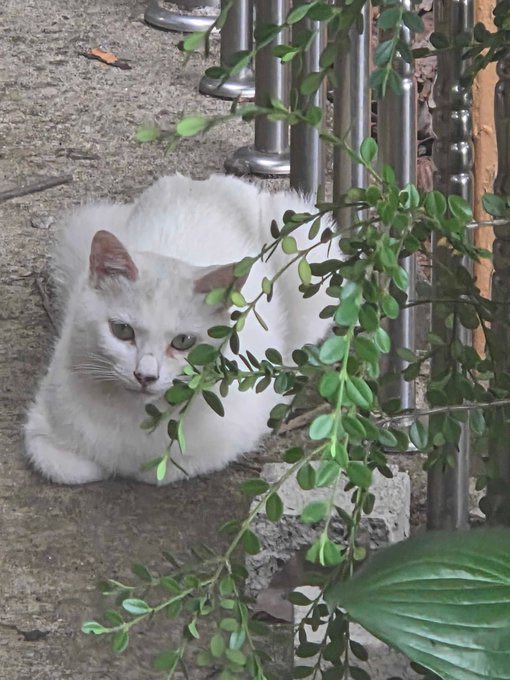 떤쫀쿠 🧆 tweet media