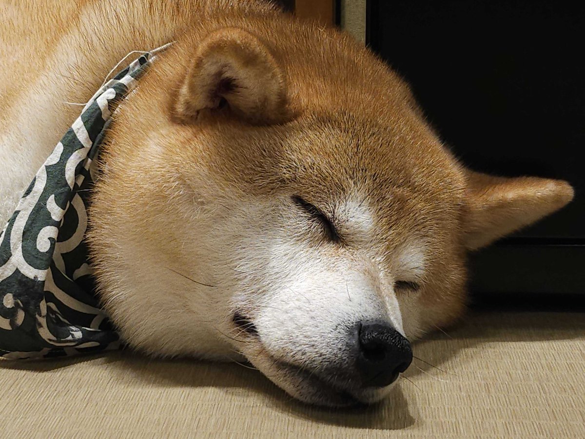 떤쫀쿠 🧆 tweet media