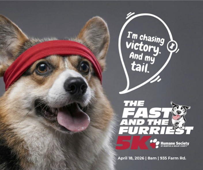 Memphis Humane Society tweet media