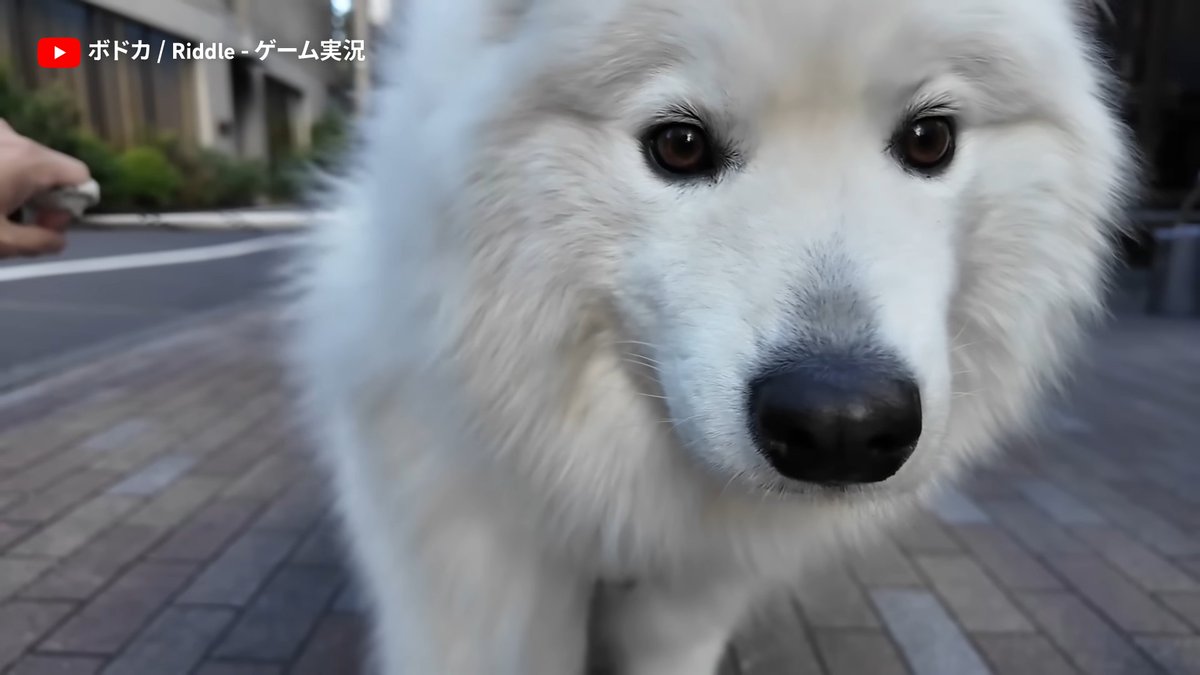 YouTube Japan tweet media