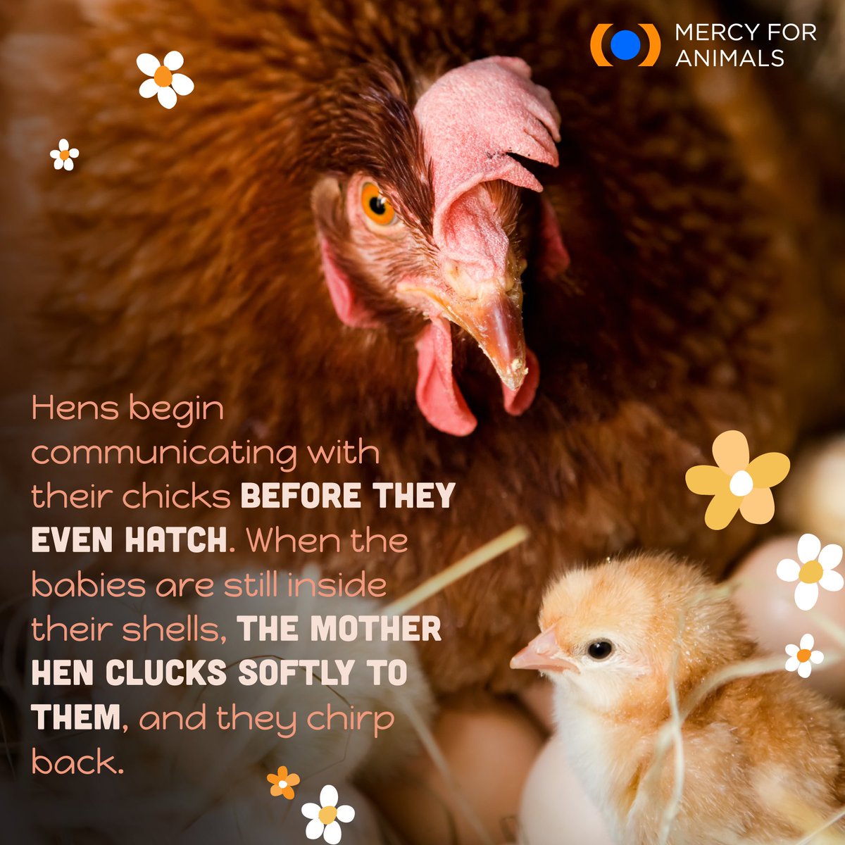 MercyForAnimals's tweet photo. Let’s spread kindness by embracing plant-based foods and protecting innocent lives, like these precious animals. 🌱🐥🐑🐰

If you're interested in exploring plant-based eating visit the link below to learn more.

https://t.co/RGr3qgE68V #Spring #Easter https://t.co/Ezti7ojN4O