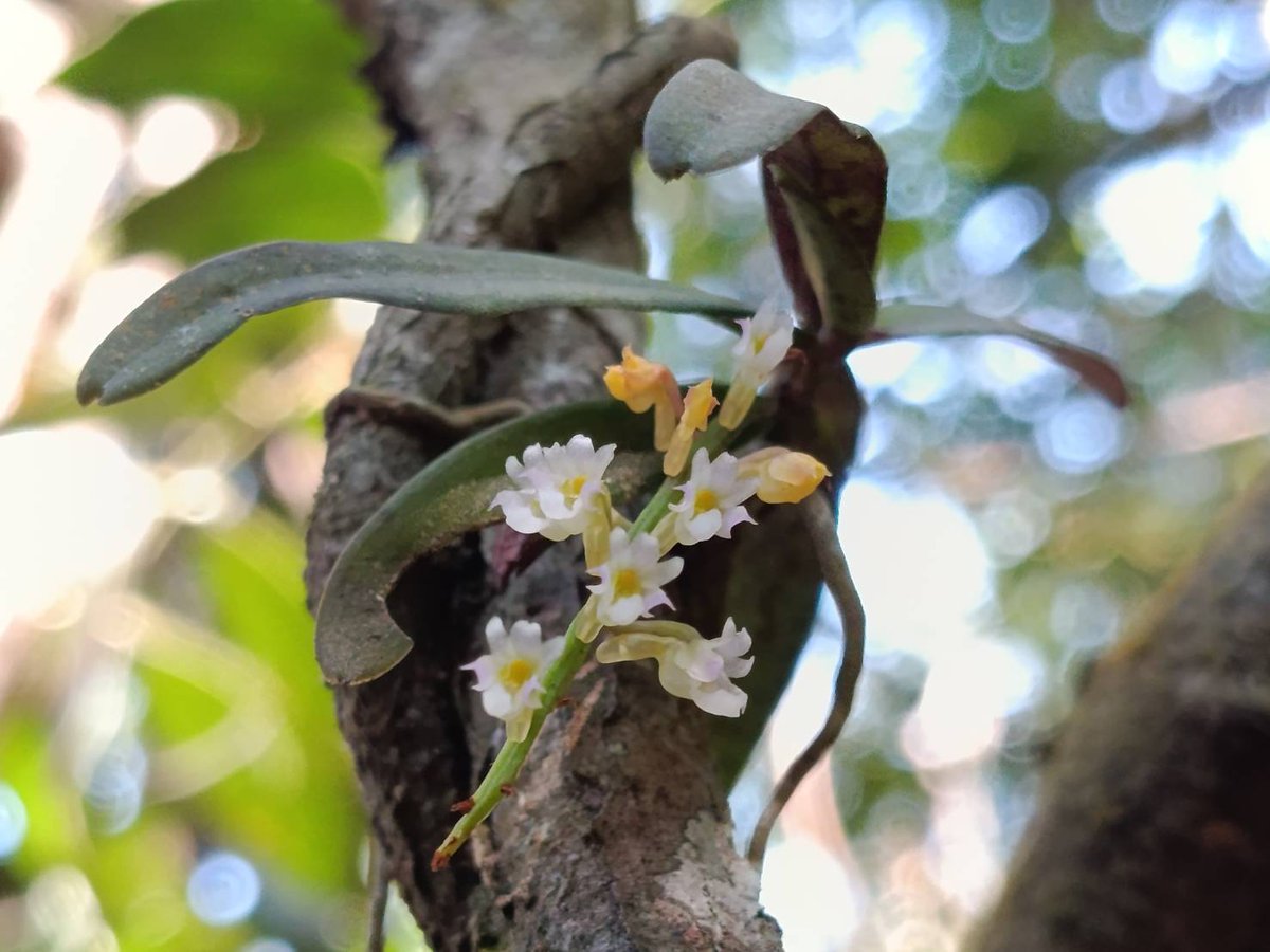 กรมอุทยานแห่งชาติ สัตว์ป่า และพันธุ์พืช tweet media