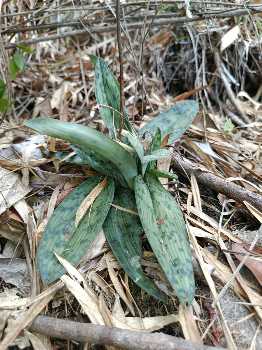 กรมอุทยานแห่งชาติ สัตว์ป่า และพันธุ์พืช tweet media