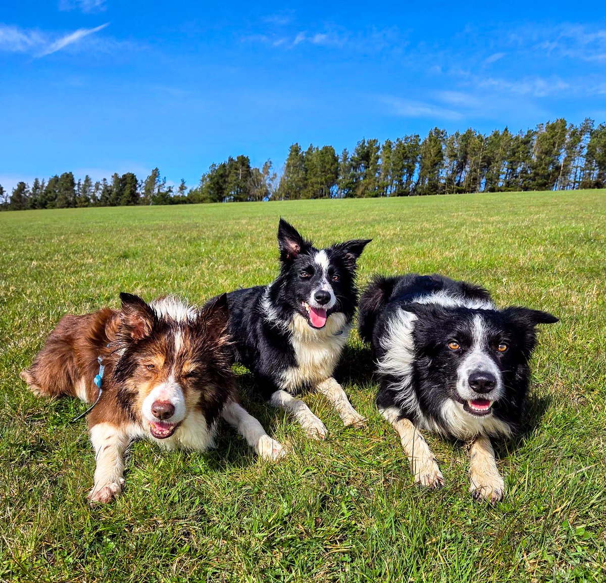 Halo Ronan and Gaffer tweet media