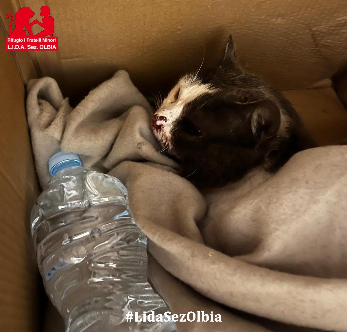 Lida sez. Olbia ODV tweet media