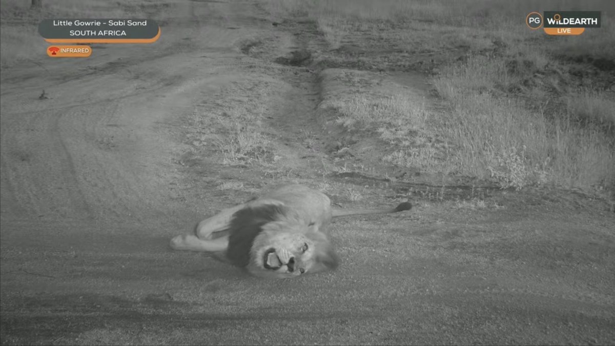 Felipe Bravo tweet media