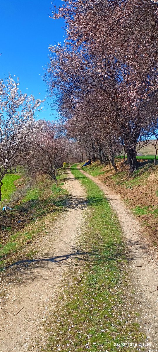 murat onay tweet media