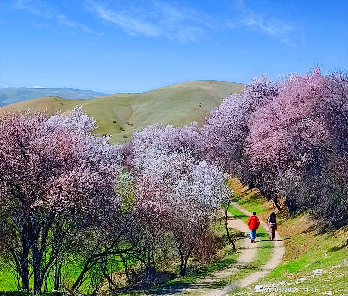 murat onay tweet media