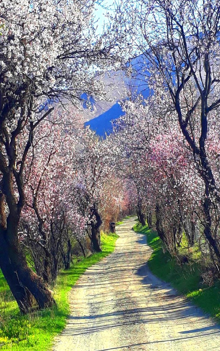 murat onay tweet media