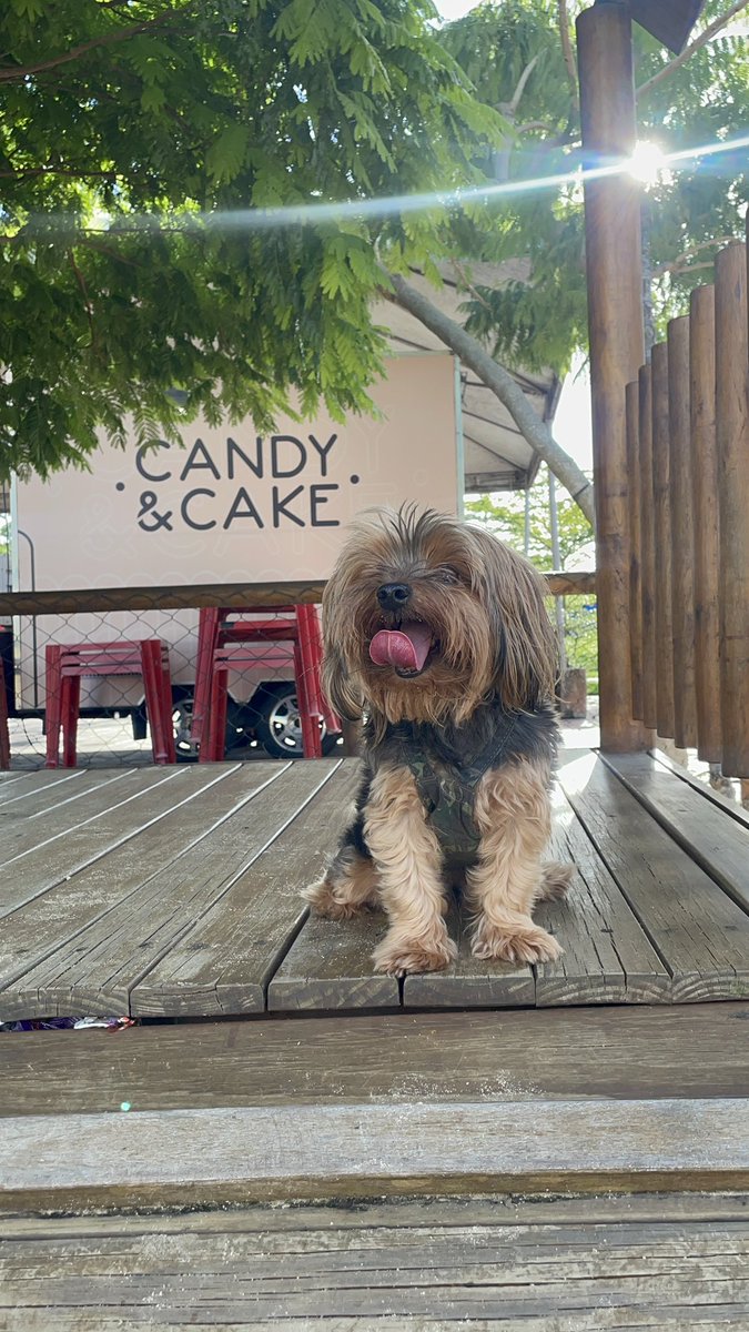 lica 𓏲 tweet media