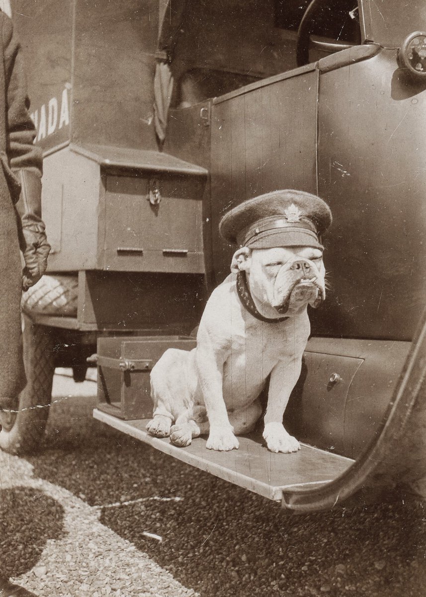 CanMilPostcards's tweet image. To mark National Bulldog Day, this mascot of a Canadian Infantry Battalion (possibly the 1st or the 4th Battalions of the CEF)  catches some sun on the running board of an army lorry. #Bulldog #Canada #Dog #WWI