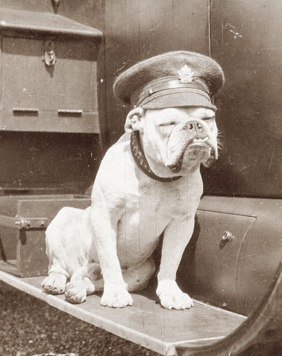 CanMilPostcards's tweet image. To mark National Bulldog Day, this mascot of a Canadian Infantry Battalion (possibly the 1st or the 4th Battalions of the CEF)  catches some sun on the running board of an army lorry. #Bulldog #Canada #Dog #WWI